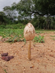 Podaxis