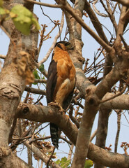 Micrastur semitorquatus