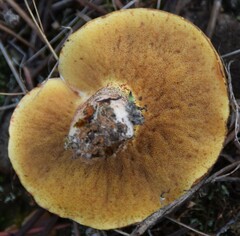 Suillus bellinii