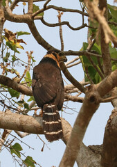 Micrastur semitorquatus