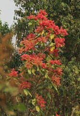 Triplaris americana