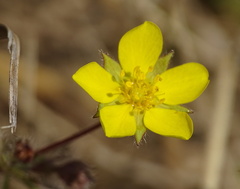 Potentilla heptaphylla