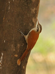 Lepidocolaptes angustirostris