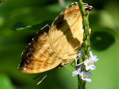 Junonia terea