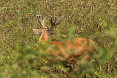 Blastocerus dichotomus