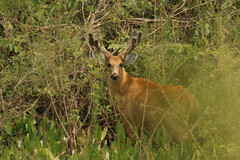Blastocerus dichotomus