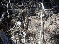 Trachyrhachys aspera