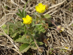Potentilla heptaphylla