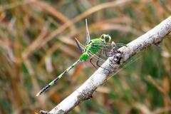 Erythemis vesiculosa
