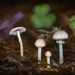 Diminutive Agaricus - Photo (c) Mike Potts, some rights reserved (CC BY-NC-ND), uploaded by Mike Potts
