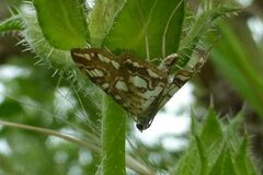 Elophila nymphaeata