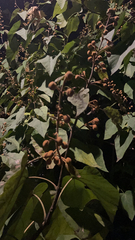Mallotus paniculatus
