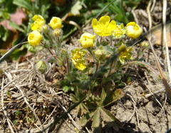 Potentilla heptaphylla