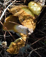 Suillus bellinii