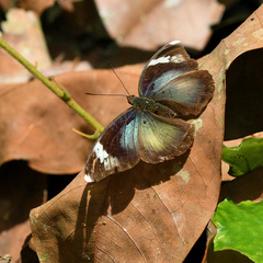 Adoliadini