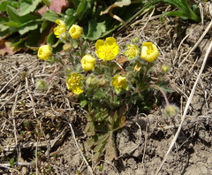 Potentilla heptaphylla