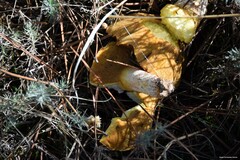 Suillus bellinii