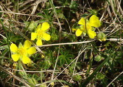 Potentilla heptaphylla