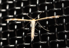 Stangeia xerodes