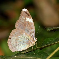 Adoliadini