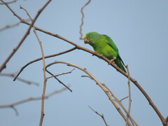 Brotogeris sanctithomae