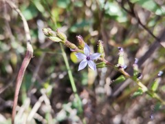 Plumbago pulchella