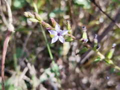 Plumbago pulchella