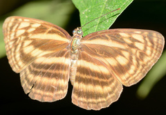 Lasippa monata