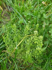 Lepidium virginicum