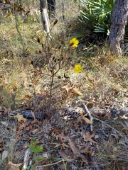 Hieracium megacephalon