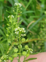 Lepidium virginicum
