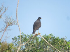 Buteogallus urubitinga