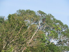 Buteogallus urubitinga