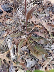 Hieracium megacephalon