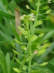 Lepidium virginicum