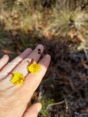 Hieracium megacephalon