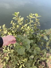 Dombeya rotundifolia