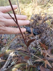 Hieracium megacephalon