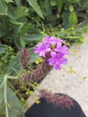 Verbena
