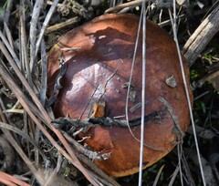 Suillus bellinii