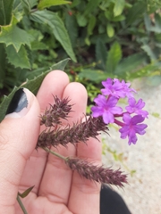 Verbena