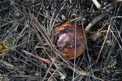 Suillus bellinii