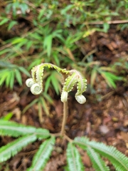 Gleicheniaceae