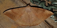 Oxydia trychiata
