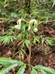 Gleicheniaceae