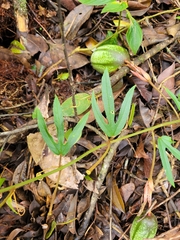 Passiflora speciosa