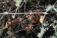 Suillus bellinii