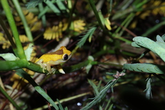 Dendropsophus triangulum