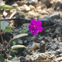 Mirabilis viscosa