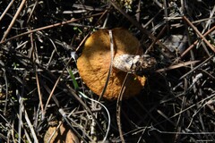 Suillus bellinii